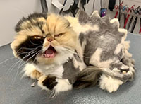 pet grooming