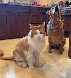 pet grooming