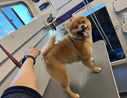 dog groomers