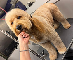 pet groomers